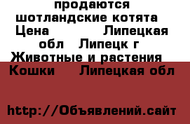  продаются шотландские котята › Цена ­ 5 500 - Липецкая обл., Липецк г. Животные и растения » Кошки   . Липецкая обл.
